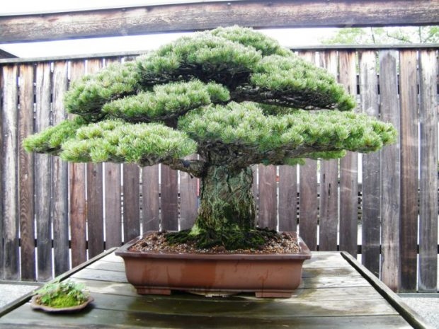 25 Μαγευτικά Bonsai που θα θέλεις να είναι δικά σου - Και μπορείς να τα φτιάξεις από σχεδόν οποιοδήποτε φυτό 23 25 Μαγευτικά Bonsai που θα θέλεις να είναι δικά σου - Και μπορείς να τα φτιάξεις από σχεδόν οποιοδήποτε φυτό
