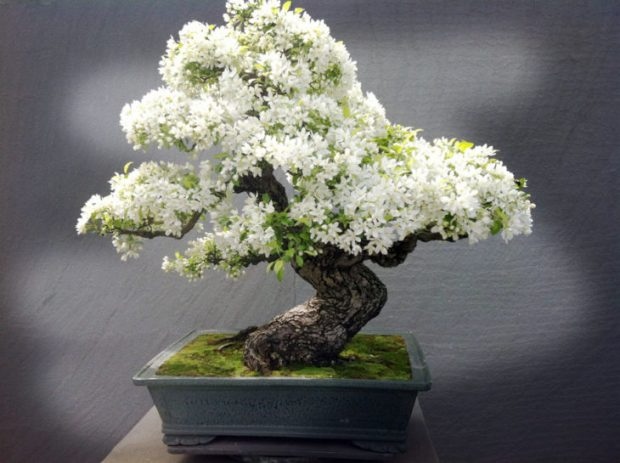 25 Μαγευτικά Bonsai που θα θέλεις να είναι δικά σου - Και μπορείς να τα φτιάξεις από σχεδόν οποιοδήποτε φυτό 22 25 Μαγευτικά Bonsai που θα θέλεις να είναι δικά σου - Και μπορείς να τα φτιάξεις από σχεδόν οποιοδήποτε φυτό