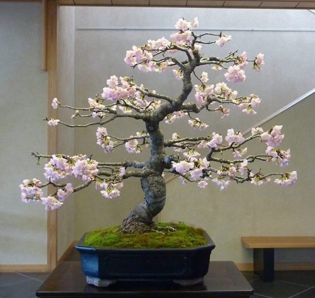 25 Μαγευτικά Bonsai που θα θέλεις να είναι δικά σου - Και μπορείς να τα φτιάξεις από σχεδόν οποιοδήποτε φυτό 21 25 Μαγευτικά Bonsai που θα θέλεις να είναι δικά σου - Και μπορείς να τα φτιάξεις από σχεδόν οποιοδήποτε φυτό