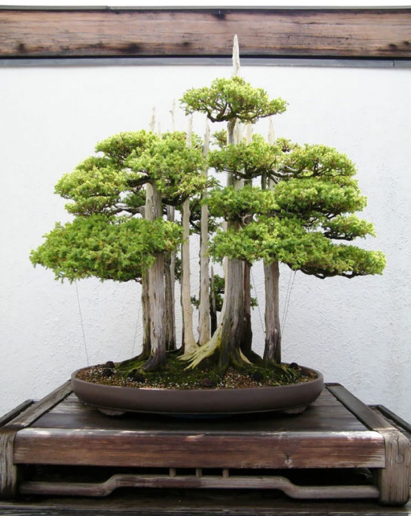 25 Μαγευτικά Bonsai που θα θέλεις να είναι δικά σου - Και μπορείς να τα φτιάξεις από σχεδόν οποιοδήποτε φυτό 20 25 Μαγευτικά Bonsai που θα θέλεις να είναι δικά σου - Και μπορείς να τα φτιάξεις από σχεδόν οποιοδήποτε φυτό