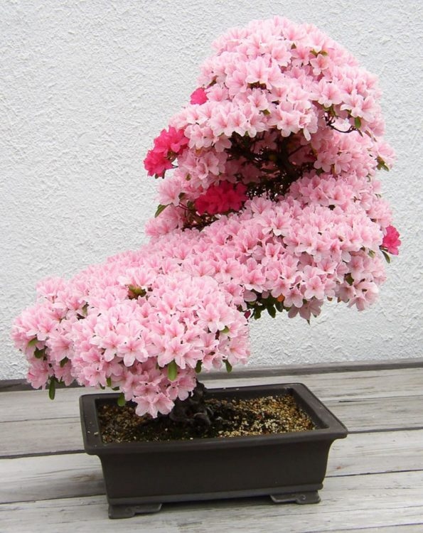 25 Μαγευτικά Bonsai που θα θέλεις να είναι δικά σου - Και μπορείς να τα φτιάξεις από σχεδόν οποιοδήποτε φυτό 19 25 Μαγευτικά Bonsai που θα θέλεις να είναι δικά σου - Και μπορείς να τα φτιάξεις από σχεδόν οποιοδήποτε φυτό