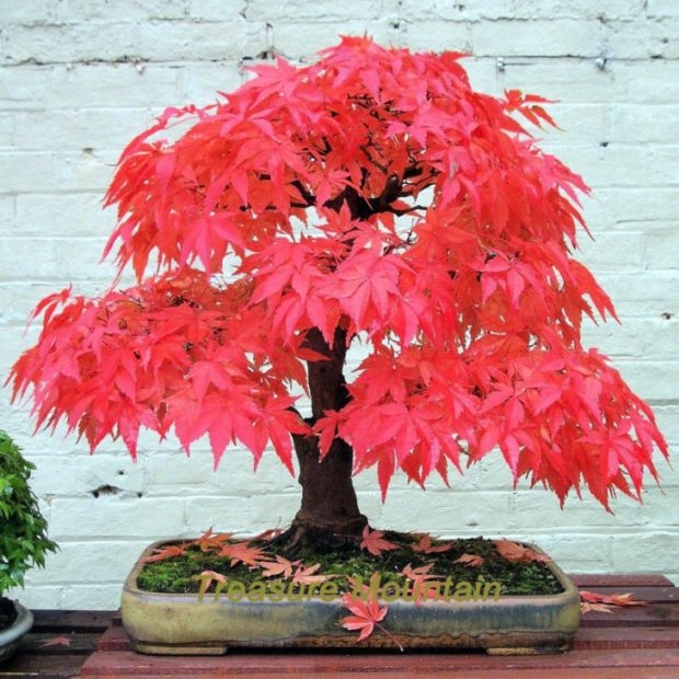 25 Μαγευτικά Bonsai που θα θέλεις να είναι δικά σου - Και μπορείς να τα φτιάξεις από σχεδόν οποιοδήποτε φυτό 18 25 Μαγευτικά Bonsai που θα θέλεις να είναι δικά σου - Και μπορείς να τα φτιάξεις από σχεδόν οποιοδήποτε φυτό