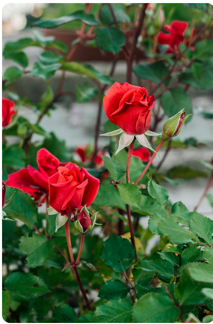 9 Φυτά που Πρέπει να Κλαδέψεις Πριν τον Μάρτιο για να Γίνουν Πιο Δυνατά και Γεμάτα Άνθη 2 9 Φυτά που Πρέπει να Κλαδέψεις Πριν τον Μάρτιο για να Γίνουν Πιο Δυνατά και Γεμάτα Άνθη