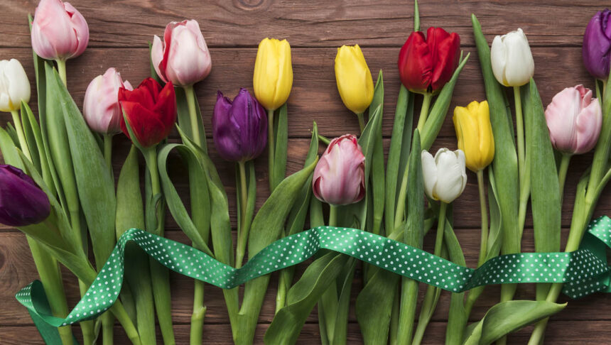 Το χρώμα της τουλίπας που διαλέγεις αποκαλύπτει περισσότερα για σένα απ’ όσα νομίζεις