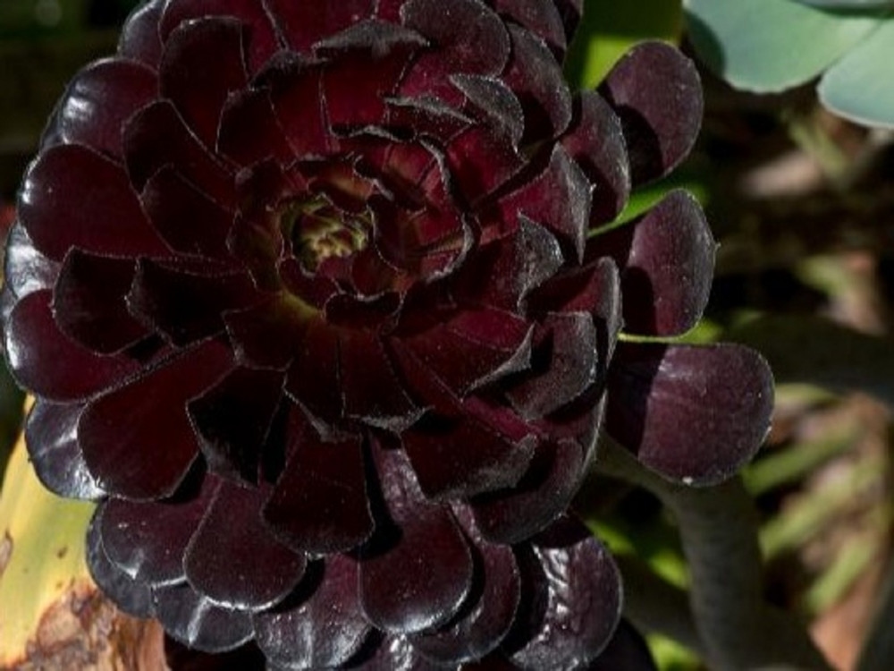 Μαύρα φυτά στον κήπο: Πώς να δημιουργήσετε έναν εντυπωσιακό “Gothic” κήπο 4 Μαύρα φυτά στον κήπο: Πώς να δημιουργήσετε έναν εντυπωσιακό “Gothic” κήπο