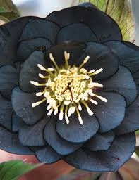 Μαύρα φυτά στον κήπο: Πώς να δημιουργήσετε έναν εντυπωσιακό “Gothic” κήπο 7 Μαύρα φυτά στον κήπο: Πώς να δημιουργήσετε έναν εντυπωσιακό “Gothic” κήπο