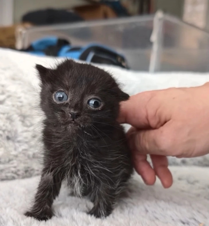 Γάτος που σώθηκε δείχνει στον κόσμο ότι η αγάπη μπορεί να αλλάξει τη ζωή για πάντα 3 Γάτος που σώθηκε δείχνει στον κόσμο ότι η αγάπη μπορεί να αλλάξει τη ζωή για πάντα