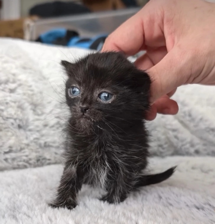Γάτος που σώθηκε δείχνει στον κόσμο ότι η αγάπη μπορεί να αλλάξει τη ζωή για πάντα 2 Γάτος που σώθηκε δείχνει στον κόσμο ότι η αγάπη μπορεί να αλλάξει τη ζωή για πάντα