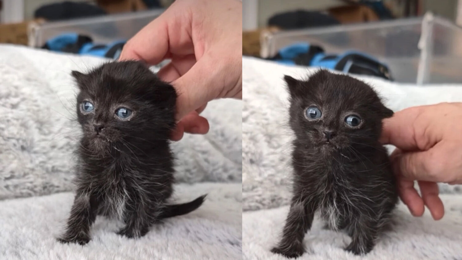 Γάτος που σώθηκε δείχνει στον κόσμο ότι η αγάπη μπορεί να αλλάξει τη ζωή για πάντα