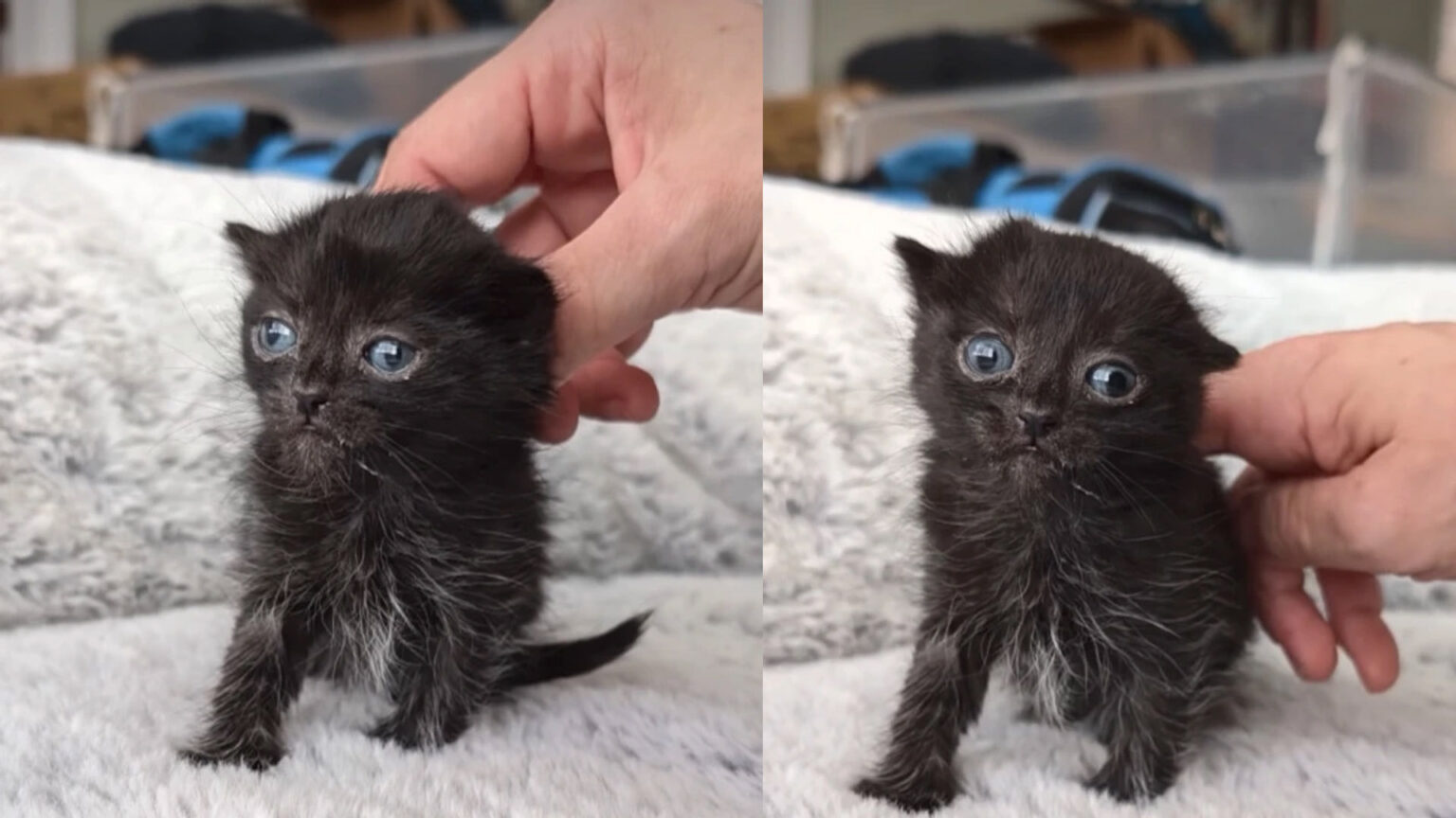 Γάτος που σώθηκε δείχνει στον κόσμο ότι η αγάπη μπορεί να αλλάξει τη ζωή για πάντα