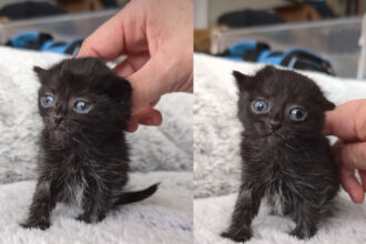 Γάτος που σώθηκε δείχνει στον κόσμο ότι η αγάπη μπορεί να αλλάξει τη ζωή για πάντα