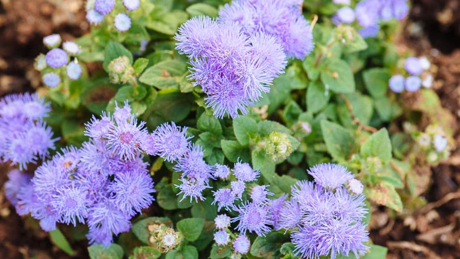 Τα φυσικά αντικουνουπικά του καλοκαιριού: 10 φυτά που διώχνουν τα κουνούπια και ομορφαίνουν τον χώρο σου