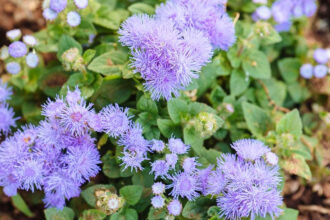 Τα φυσικά αντικουνουπικά του καλοκαιριού: 10 φυτά που διώχνουν τα κουνούπια και ομορφαίνουν τον χώρο σου