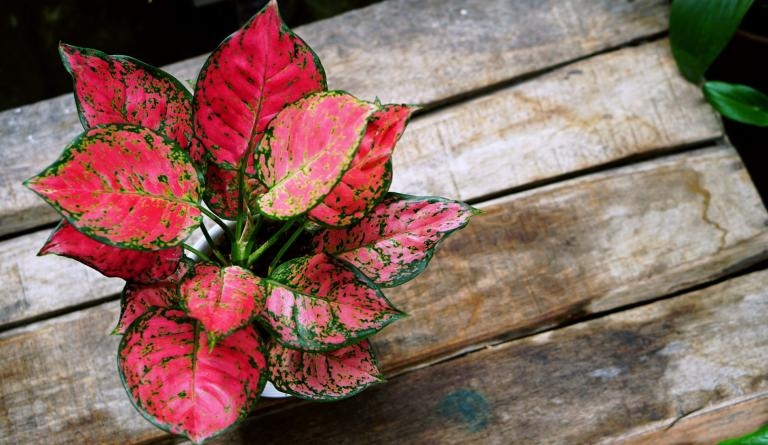 Τα φυτά των σκιών: 7 φυτά εσωτερικού χώρου που ζουν άνετα ακόμα και στο σκοτάδι 3 Τα φυτά των σκιών: 7 φυτά εσωτερικού χώρου που ζουν άνετα ακόμα και στο σκοτάδι