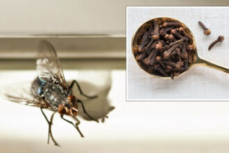 Οι μύγες εξαφανίζονται από το σπίτι με ένα απλό κόλπο: Η φυσική λύση που διώχνει τα έντομα χωρίς χημικά