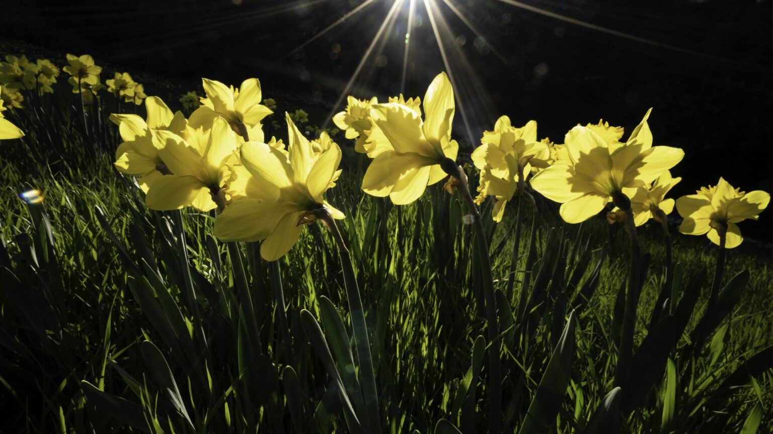Εαρινή Ισημερία: Πότε μπαίνει και επίσημα η Άνοιξη και πότε αλλάζουμε την ώρα