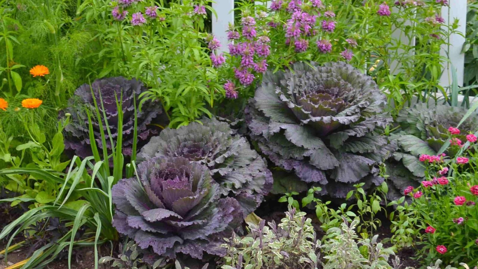 Ο κήπος που τρώγεται: Τι είναι το foodscaping και γιατί γίνεται τάση