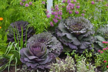 Ο κήπος που τρώγεται: Τι είναι το foodscaping και γιατί γίνεται τάση