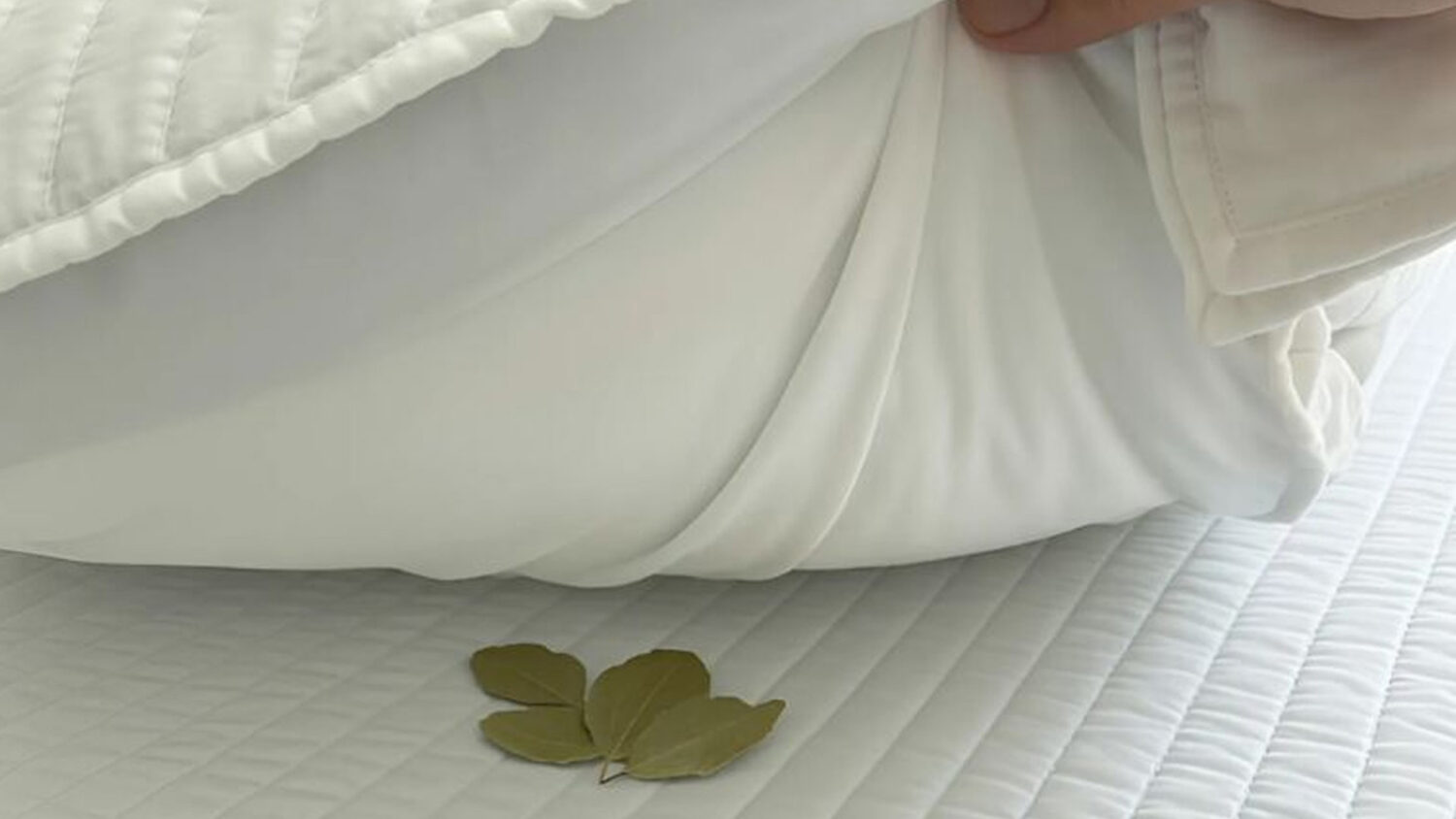 Βάλε ένα φύλλο δάφνης μέσα στο μαξιλάρι: Το απλό κόλπο του Feng Shui για καλύτερο ύπνο