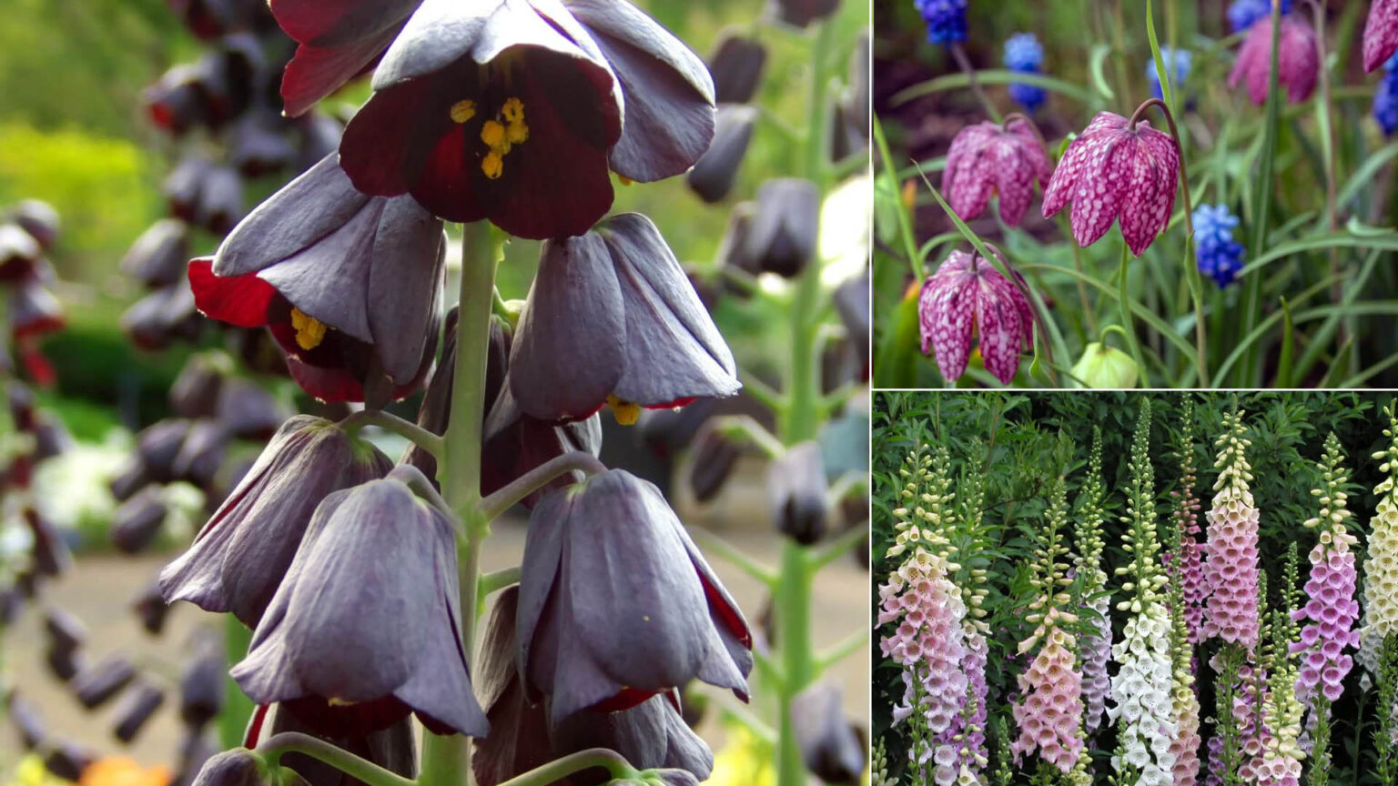 20 λουλούδια σε σχήμα καμπάνας για να κοιτούν όλοι τον κήπο σας