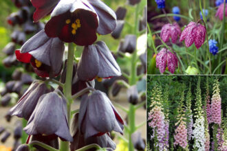 20 λουλούδια σε σχήμα καμπάνας για να κοιτούν όλοι τον κήπο σας