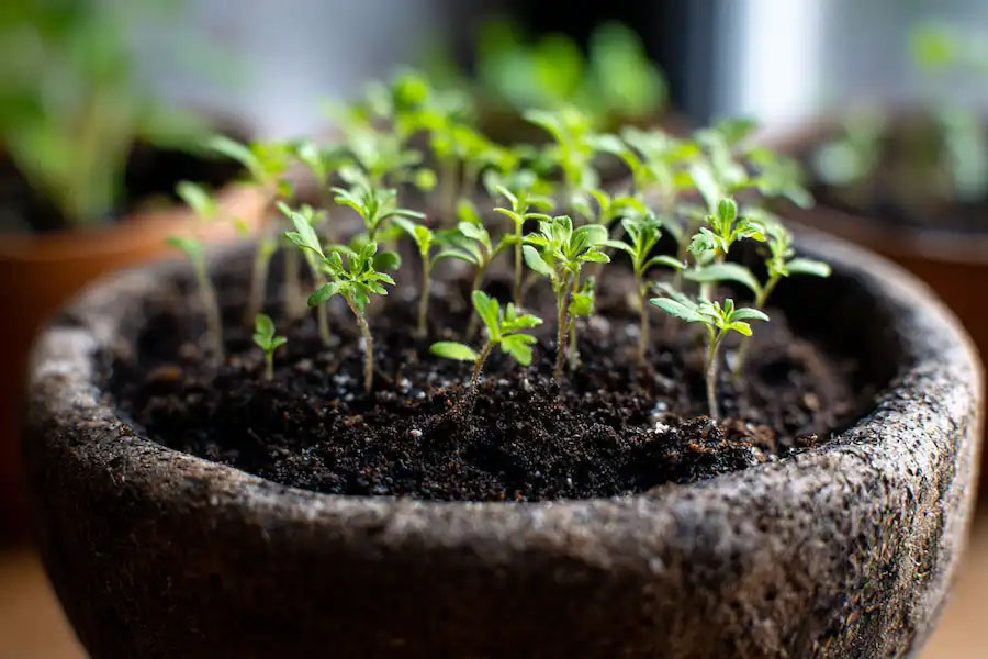 Φυτέψτε μια φέτα ντομάτας από φαστ φουντ και δείτε τι θα συμβεί - Το πείραμα που άφησε πολλούς άφωνους 2 Φυτέψτε μια φέτα ντομάτας από φαστ φουντ και δείτε τι θα συμβεί - Το πείραμα που άφησε πολλούς άφωνους