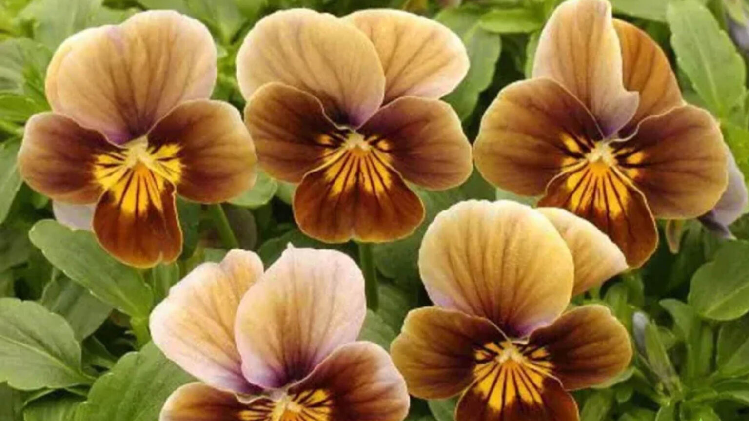 Καφέ λουλούδια: Ο οδηγός για τα πιο ιδιαίτερα και γήινα άνθη του κήπου