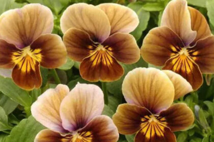 Καφέ λουλούδια: Ο οδηγός για τα πιο ιδιαίτερα και γήινα άνθη του κήπου