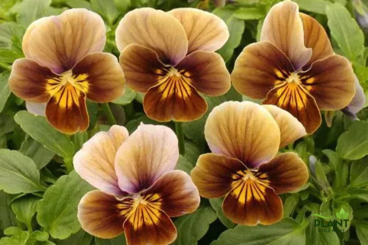 Καφέ λουλούδια: Ο οδηγός για τα πιο ιδιαίτερα και γήινα άνθη του κήπου 6 Καφέ λουλούδια: Ο οδηγός για τα πιο ιδιαίτερα και γήινα άνθη του κήπου