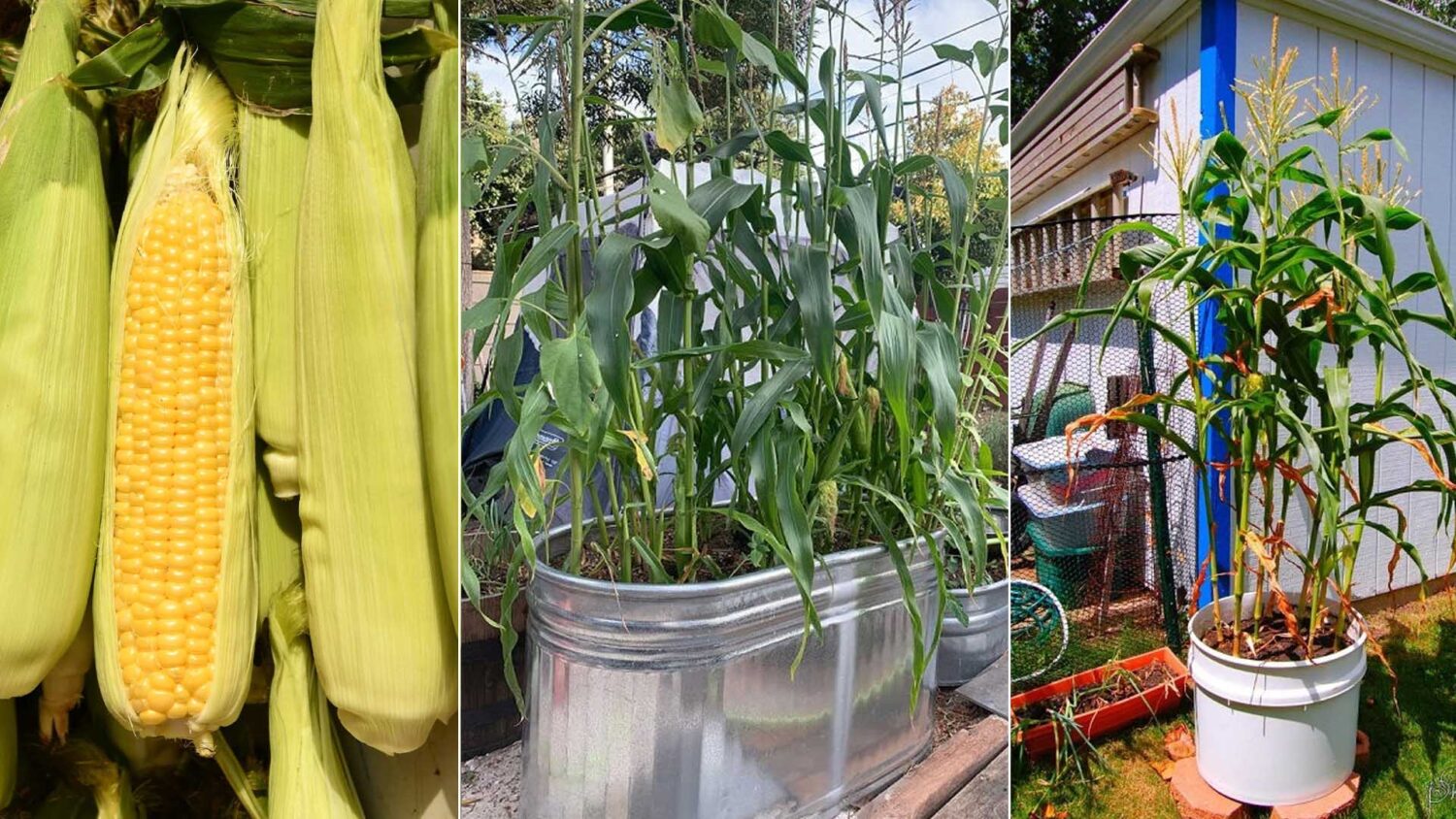 Καλαμπόκι σε γλάστρα: Ο εύκολος τρόπος να καλλιεργήσεις καλαμπόκι ακόμη και στο μπαλκόνι