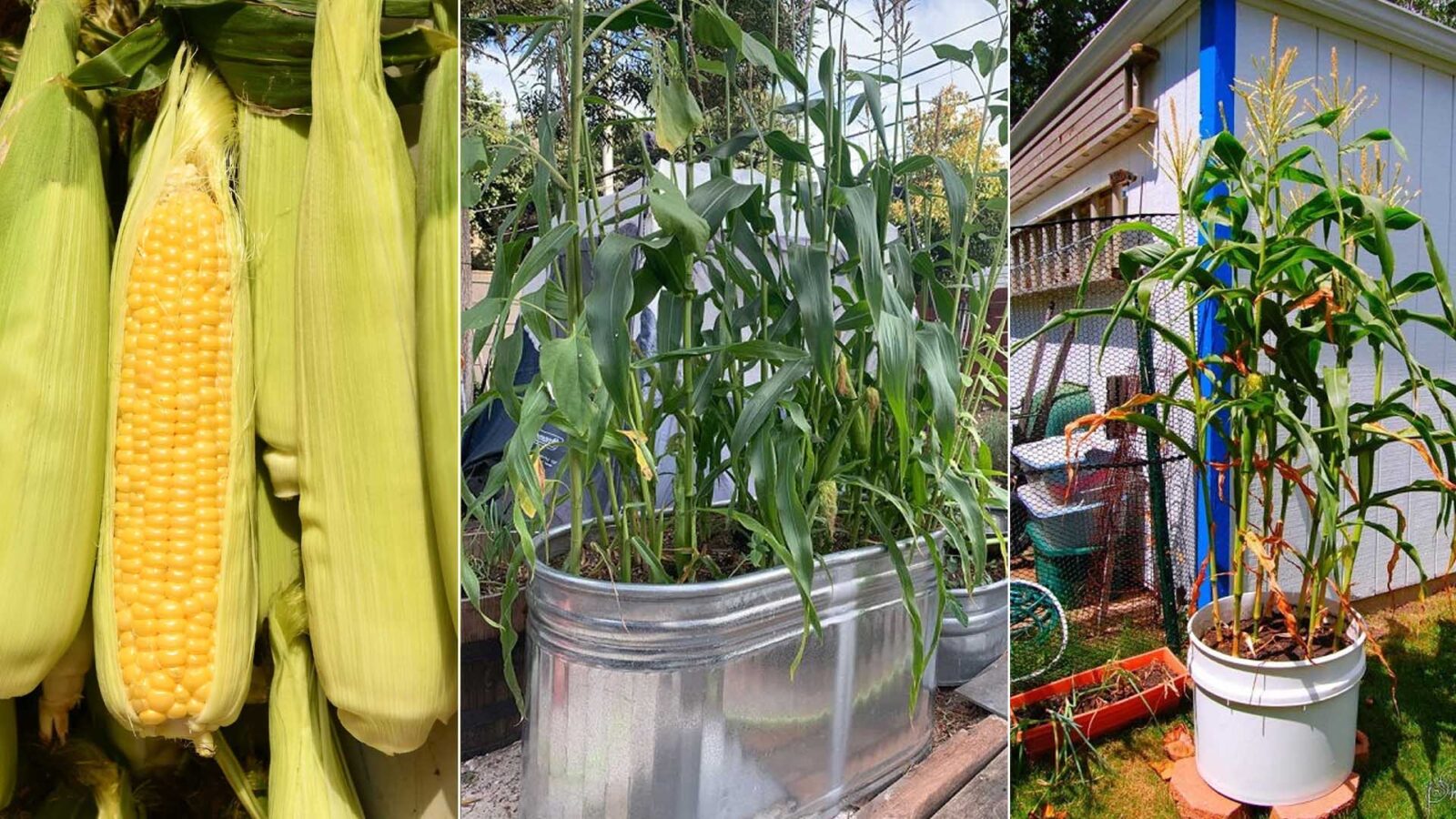 Καλαμπόκι σε γλάστρα: Ο εύκολος τρόπος να καλλιεργήσεις καλαμπόκι ακόμη και στο μπαλκόνι