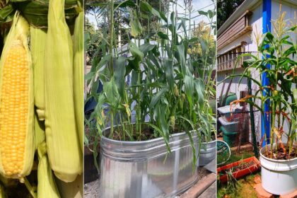 Καλαμπόκι σε γλάστρα: Ο εύκολος τρόπος να καλλιεργήσεις καλαμπόκι ακόμη και στο μπαλκόνι
