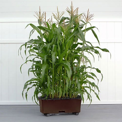 Καλαμπόκι σε γλάστρα: Ο εύκολος τρόπος να καλλιεργήσεις καλαμπόκι ακόμη και στο μπαλκόνι 3 Καλαμπόκι σε γλάστρα: Ο εύκολος τρόπος να καλλιεργήσεις καλαμπόκι ακόμη και στο μπαλκόνι