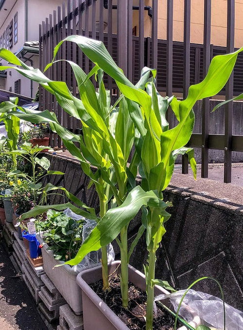 Καλαμπόκι σε γλάστρα: Ο εύκολος τρόπος να καλλιεργήσεις καλαμπόκι ακόμη και στο μπαλκόνι 5 Καλαμπόκι σε γλάστρα: Ο εύκολος τρόπος να καλλιεργήσεις καλαμπόκι ακόμη και στο μπαλκόνι