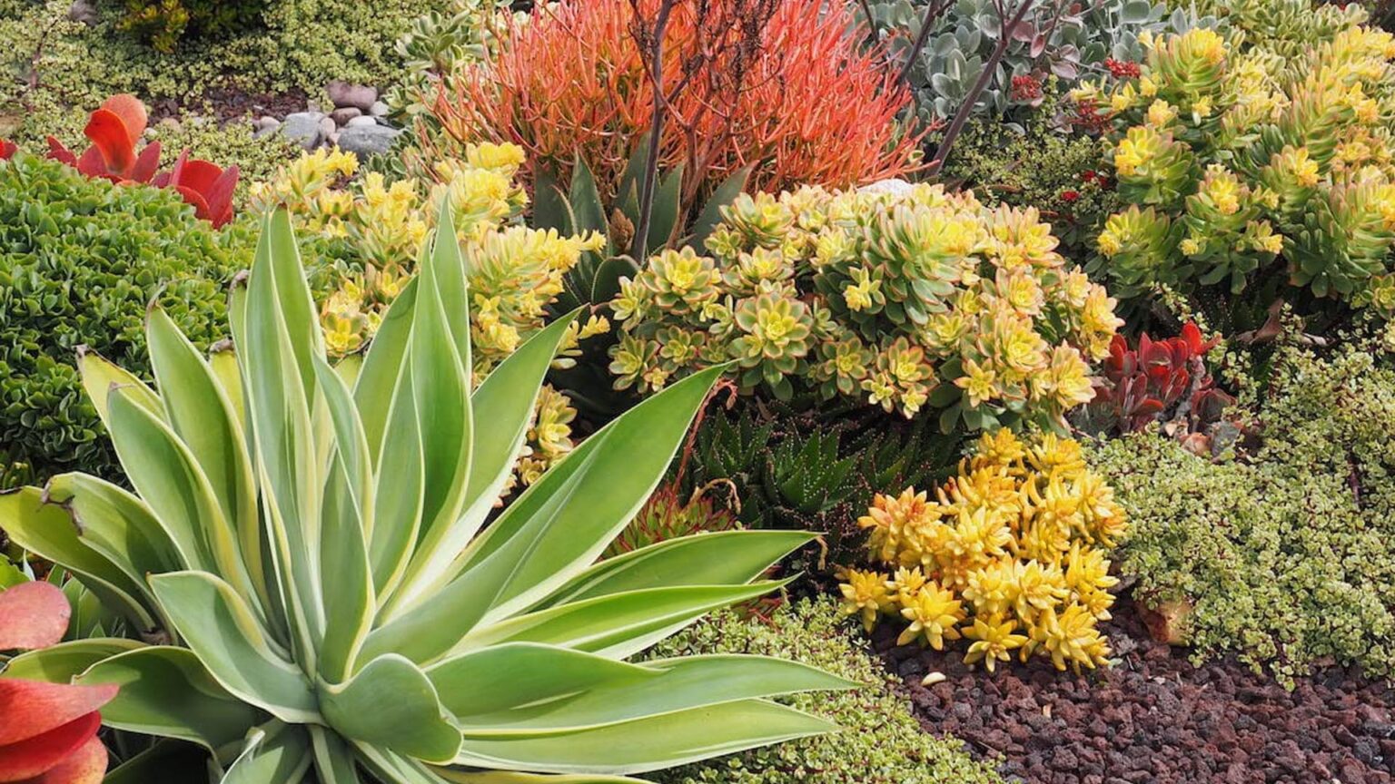 Τεράστια παχύφυτα στον κήπο μου μοιάζουν με γλυπτά