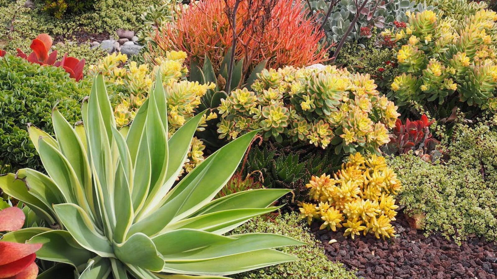 Τεράστια παχύφυτα στον κήπο μου μοιάζουν με γλυπτά