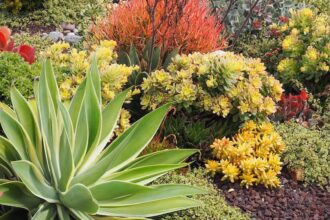 Τεράστια παχύφυτα στον κήπο μου μοιάζουν με γλυπτά