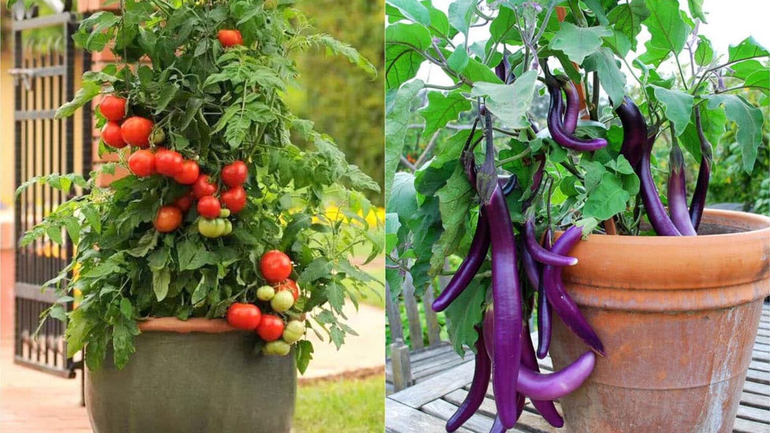 λαχανικά σε γλάστρα