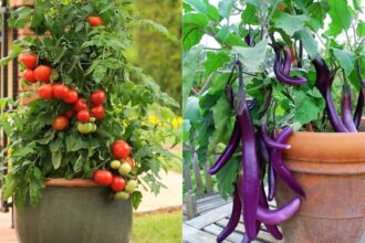 λαχανικά σε γλάστρα