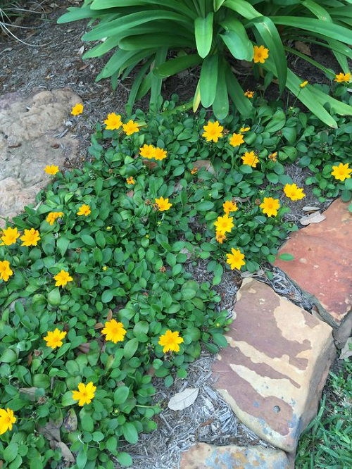 25 φυτά για παρτέρια και μονοπάτια που θα ανθίζουν ασταμάτητα από την Άνοιξη μέχρι το Φθινόπωρο 3 25 φυτά για παρτέρια και μονοπάτια που θα ανθίζουν ασταμάτητα από την Άνοιξη μέχρι το Φθινόπωρο