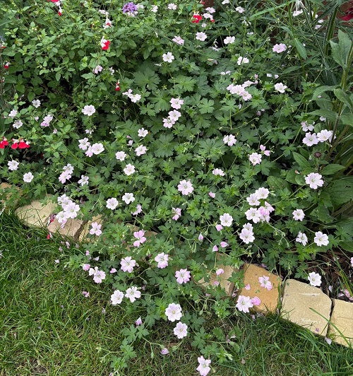 25 φυτά για παρτέρια και μονοπάτια που θα ανθίζουν ασταμάτητα από την Άνοιξη μέχρι το Φθινόπωρο 12 25 φυτά για παρτέρια και μονοπάτια που θα ανθίζουν ασταμάτητα από την Άνοιξη μέχρι το Φθινόπωρο