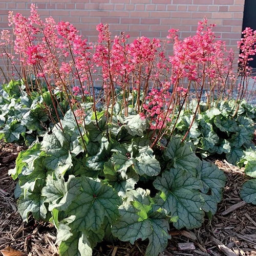 25 φυτά για παρτέρια και μονοπάτια που θα ανθίζουν ασταμάτητα από την Άνοιξη μέχρι το Φθινόπωρο 13 25 φυτά για παρτέρια και μονοπάτια που θα ανθίζουν ασταμάτητα από την Άνοιξη μέχρι το Φθινόπωρο