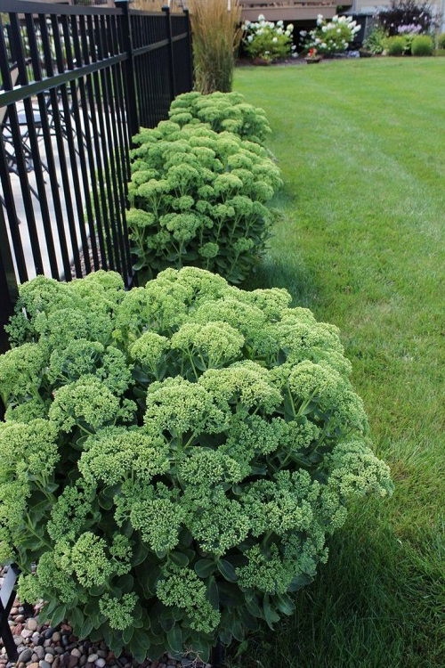 25 φυτά για παρτέρια και μονοπάτια που θα ανθίζουν ασταμάτητα από την Άνοιξη μέχρι το Φθινόπωρο 14 25 φυτά για παρτέρια και μονοπάτια που θα ανθίζουν ασταμάτητα από την Άνοιξη μέχρι το Φθινόπωρο