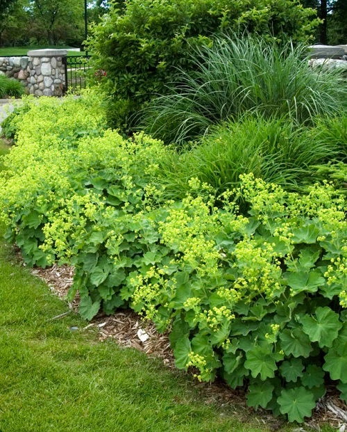 25 φυτά για παρτέρια και μονοπάτια που θα ανθίζουν ασταμάτητα από την Άνοιξη μέχρι το Φθινόπωρο 15 25 φυτά για παρτέρια και μονοπάτια που θα ανθίζουν ασταμάτητα από την Άνοιξη μέχρι το Φθινόπωρο