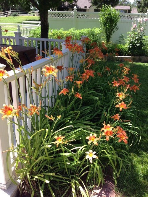 25 φυτά για παρτέρια και μονοπάτια που θα ανθίζουν ασταμάτητα από την Άνοιξη μέχρι το Φθινόπωρο 16 25 φυτά για παρτέρια και μονοπάτια που θα ανθίζουν ασταμάτητα από την Άνοιξη μέχρι το Φθινόπωρο