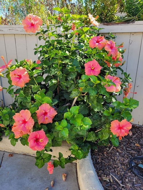 25 φυτά για παρτέρια και μονοπάτια που θα ανθίζουν ασταμάτητα από την Άνοιξη μέχρι το Φθινόπωρο 17 25 φυτά για παρτέρια και μονοπάτια που θα ανθίζουν ασταμάτητα από την Άνοιξη μέχρι το Φθινόπωρο