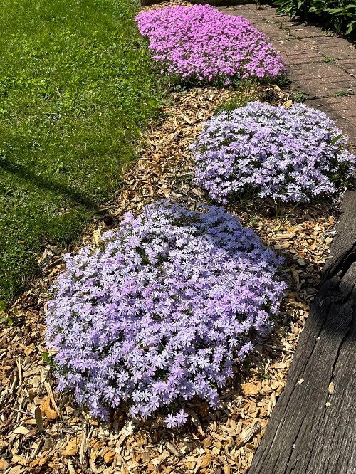 25 φυτά για παρτέρια και μονοπάτια που θα ανθίζουν ασταμάτητα από την Άνοιξη μέχρι το Φθινόπωρο 18 25 φυτά για παρτέρια και μονοπάτια που θα ανθίζουν ασταμάτητα από την Άνοιξη μέχρι το Φθινόπωρο