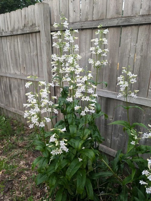 25 φυτά για παρτέρια και μονοπάτια που θα ανθίζουν ασταμάτητα από την Άνοιξη μέχρι το Φθινόπωρο 19 25 φυτά για παρτέρια και μονοπάτια που θα ανθίζουν ασταμάτητα από την Άνοιξη μέχρι το Φθινόπωρο