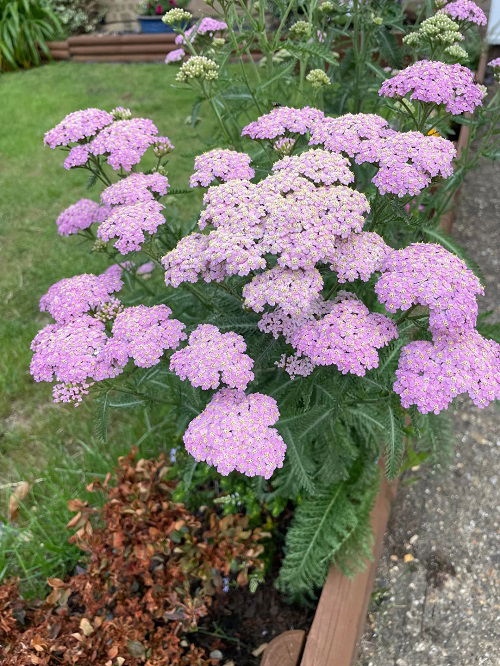 25 φυτά για παρτέρια και μονοπάτια που θα ανθίζουν ασταμάτητα από την Άνοιξη μέχρι το Φθινόπωρο 20 25 φυτά για παρτέρια και μονοπάτια που θα ανθίζουν ασταμάτητα από την Άνοιξη μέχρι το Φθινόπωρο