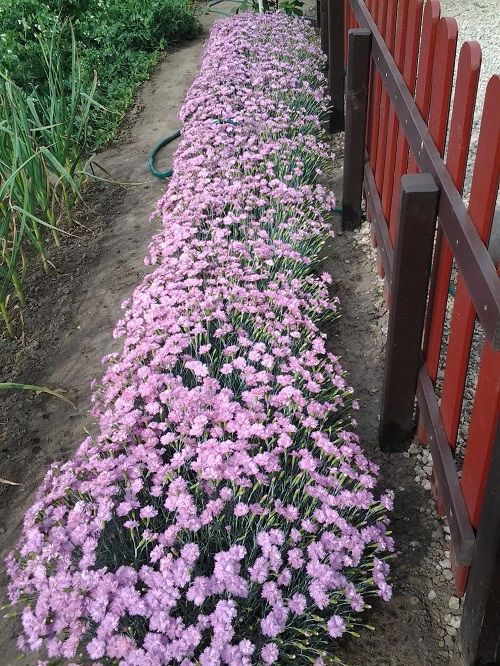 25 φυτά για παρτέρια και μονοπάτια που θα ανθίζουν ασταμάτητα από την Άνοιξη μέχρι το Φθινόπωρο 21 25 φυτά για παρτέρια και μονοπάτια που θα ανθίζουν ασταμάτητα από την Άνοιξη μέχρι το Φθινόπωρο
